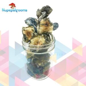 Bulk Blue Meanie Magic Mushrooms