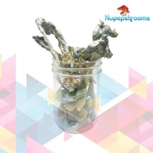 Blue Psilocybe Cubenis Mexicana Mushrooms