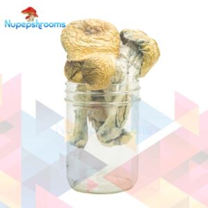 Florida White Magic Mushrooms