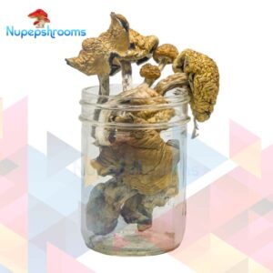 Golden Penis Envy Magic Mushrooms (Premium)