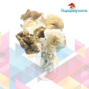 Bulk Golden Teacher Magic Mushrooms