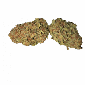 BLOW OUT SALE Sunflower Hybrid 28G $45