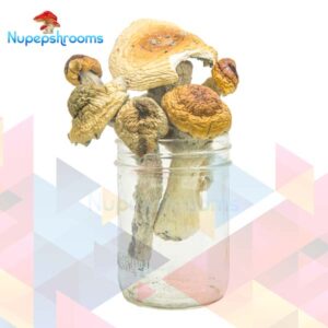Jack Frost Magic Mushrooms