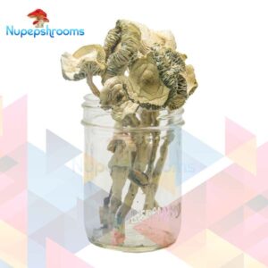 Martinique Magic Mushrooms