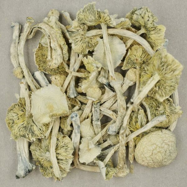 Albino Zilla - Image 2