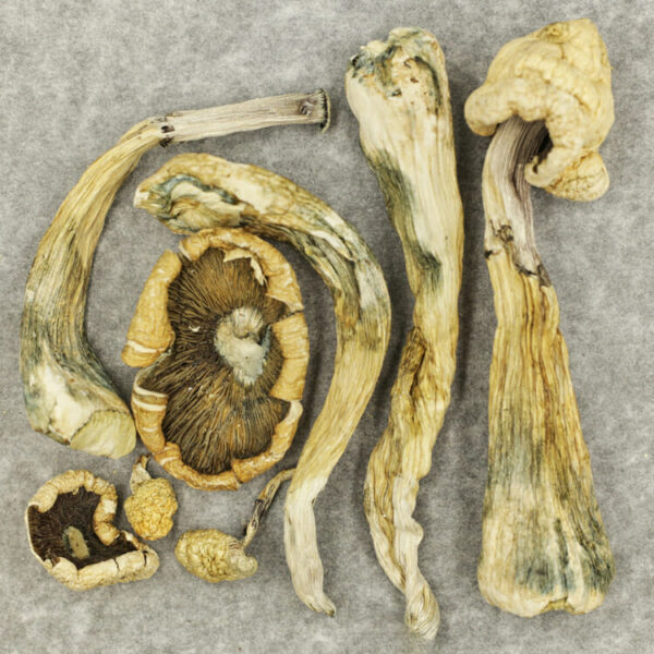 Atlantic Treasure Coast - Image 2