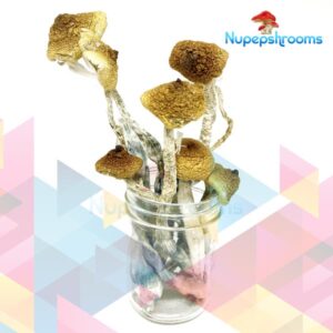 NEW SyZygy Cubensis Mushrooms