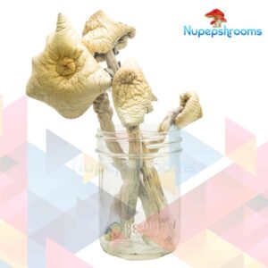 Orissa Magic Mushrooms