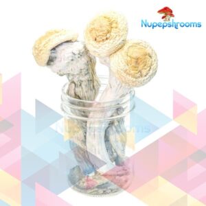 Premium Penis Envy Uncut Magic Mushrooms