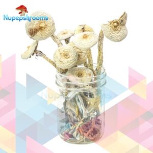 Bulk Rustic White Magic Mushrooms