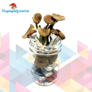 Z-Strain Magic Mushrooms