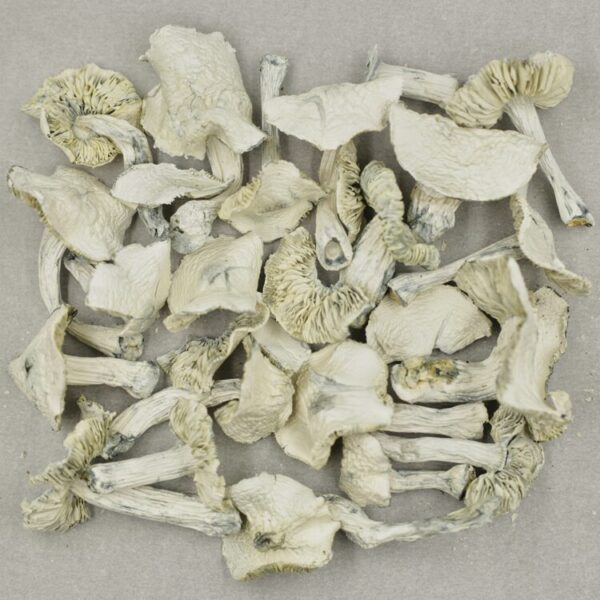 Albino Jedi Mind Fuck - Image 2
