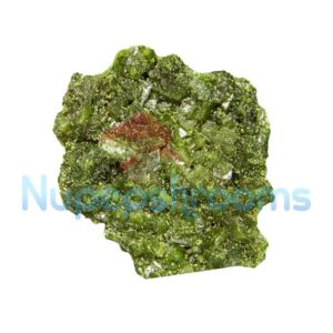 Pure Green Molly