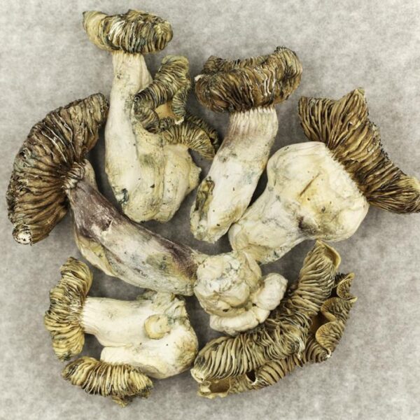 White Burma - Image 2